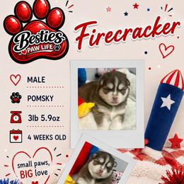 Firecracker - Red and white male Pomsky puppy in Spring Hill, Florida from Besties Paw Life
