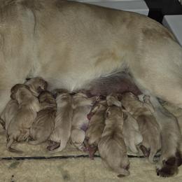 Boy 2 - Yellow male Labrador Retriever puppy in Andrews, South Carolina from Leyland Cypress Retrievers