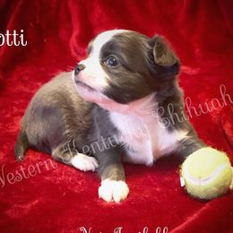 Chihuahua and Chinese Crested Puppies from Western Kentucky Chihuhua and Chinese Crested