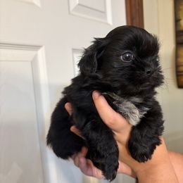 Boy-black - Black and white male Shih Tzu puppy in Seguin, Texas from Dolled Up Shih Tzus
