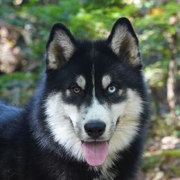 Wednesday - Siberian Husky