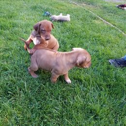 Rhodesian Ridgeback Puppies from Willowist Rhodesian Ridgebacks