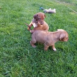 Rhodesian Ridgeback Puppies from Willowist Rhodesian Ridgebacks