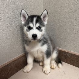 Boy 3 - Black and white Siberian Husky puppy in San Antonio, Texas from Husky Love Home