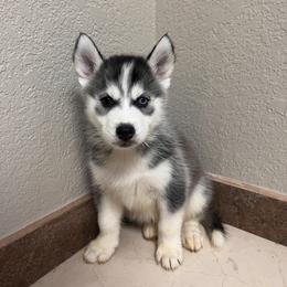 Boy 3 - Black and white Siberian Husky puppy in San Antonio, Texas from Husky Love Home