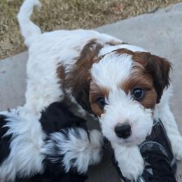 Aspen - Sable male Cavapoo puppy in Las Cruces, New Mexico from Moongate Cavaliers