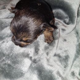 Yorkshire Terrier Puppies from Baker's Babies