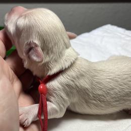 Stevie (red collar) - White male Miniature Schnauzer puppy in Port Orchard, Washington from Silver Bells Miniature Schnauzers