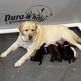 Labrador Retriever puppies from Outlaws Labradors