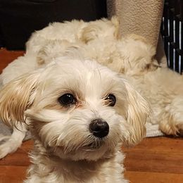Spencer - Maltese