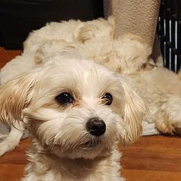Spencer - Maltese