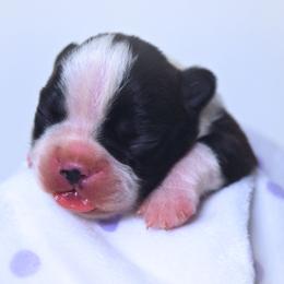 Baby Otis - Black and white male Boston Terrier puppy in Kingsport, Tennessee from Sleepwalker Bostons