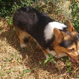 Pembroke Welsh Corgis from Crossfires Corgis