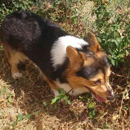 Pembroke Welsh Corgis from Crossfires Corgis