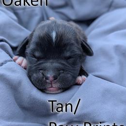 Oaken - Tan Paw Prints - Brindle male Boxer puppy in Sherrill, Iowa from Balltown Boxers