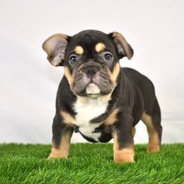 French Bulldogs from Smush Face Kennel Club