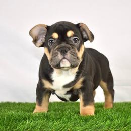 French Bulldogs from Smush Face Kennel Club