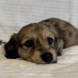 Gill - Dapple male Dachshund puppy in Dothan, Alabama from Little House Pups