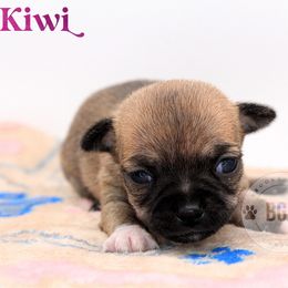 Kiwi - Black sabled fawn female Chihuahua puppy in Forsyth, Georgia from Brooks Grove Canines LLC