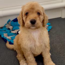 Glory - Apricot female Goldendoodle puppy in Pensacola, Florida from Goldendoodles Love You in Pensacola Friend Edition