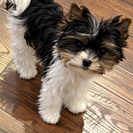 Kippy - Biewer Terrier