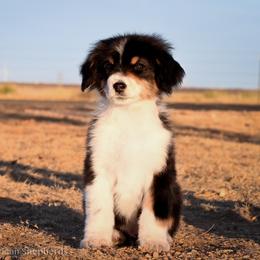 Bronx NBT - Black tri male Miniature American Shepherd puppy in Snyder, Texas from RLA Miniature American Shepherds