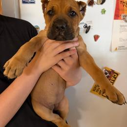 Purple - Red female Cane Corso puppy in Opelousas, Louisiana from Azelees Cane Corso
