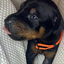 Al Capone - Black and rust Doberman Pinscher puppy in Columbus, Ohio from Von Schaaf Haus DuPree