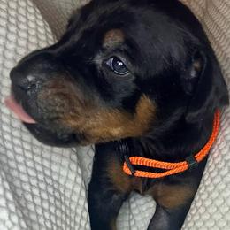 Al Capone - Black and rust Doberman Pinscher puppy in Columbus, Ohio from Von Schaaf Haus DuPree