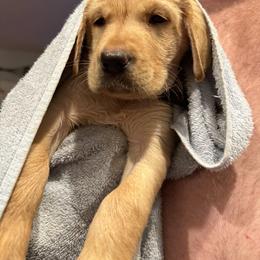 Labrador Retriever Puppies from Okiehuntinboyz Labrador Retrievers