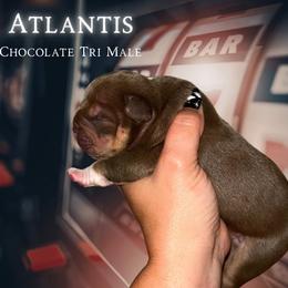 Atlantis - Chocolate tri-color male American Bully puppy in Orlinda, Tennessee from SimplyBullies