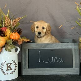 Golden Retriever Puppies from KP Golden Retrievers