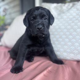 Stone - Black male Labrador Retriever puppy in Rocky Top, Tennessee from Rocky Top Retrievers