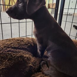 Golden Retriever and Labrador Retriever Puppies from Little Shadow Retrievers