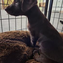Golden Retriever and Labrador Retriever Puppies from Little Shadow Retrievers
