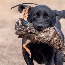 Valli - Labrador Retriever