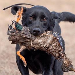 Valli - Labrador Retriever