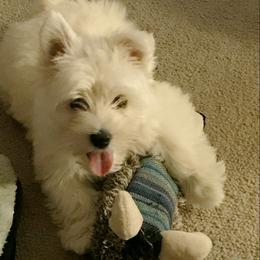 West Highland White Terrier Puppies from AKC  Westie World