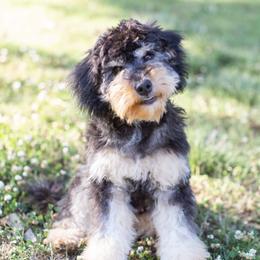 Goldendoodle Puppies from Timberland Falls Goldendoodles