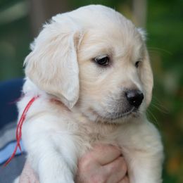 Girl 4 - female Golden Retriever puppy in Hayward, California from East Bay Golden Retrievers
