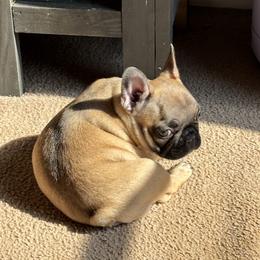 Precious - Blue fawn female French Bulldog puppy in Alabama from Southern Bulldogs