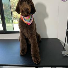 Sunnie - Poodle