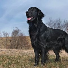 Flat-Coated Retrievers from Darkwater Flatcoats