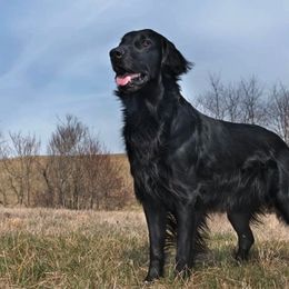 Flat-Coated Retrievers from Darkwater Flatcoats
