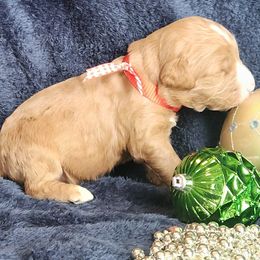 Ruby - Caramel female Labradoodle puppy in Fostoria, Michigan from North Country Kennel Club