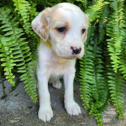 Girl 4 Yellow - Lemon belton female Llewellin Setter puppy in North Dinwiddie, Virginia from Pups Furever