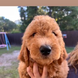 Yellow - Red  male Goldendoodle puppy in Savannah, Georgia from PurdyDoodles