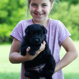 Girl 2 - female German Shepherd puppy in Lanesboro, Minnesota from Mid-Daylich Hotzaw
