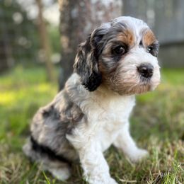 Cedar - Black white and tan female Cockapoo puppy in Carlotta, California from Lost Coast Bernese Mountain Dogs