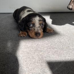 Pearl - Dapple female Dachshund puppy in Los Angeles, California from Dachshunds of the Desert